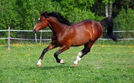 Image of Sumter Equestrian Center